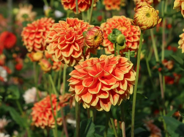 Quel budget pour une maison avec jardin ?